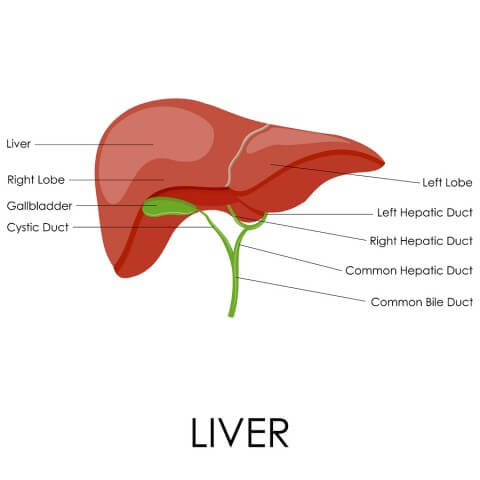 Hepatitis C (HCV) - Texas Liver Institute